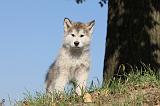 ALASKAN MALAMUTE 222